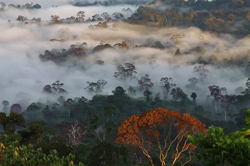 The Bornean rainforest as the morning mist begins to dissipate.