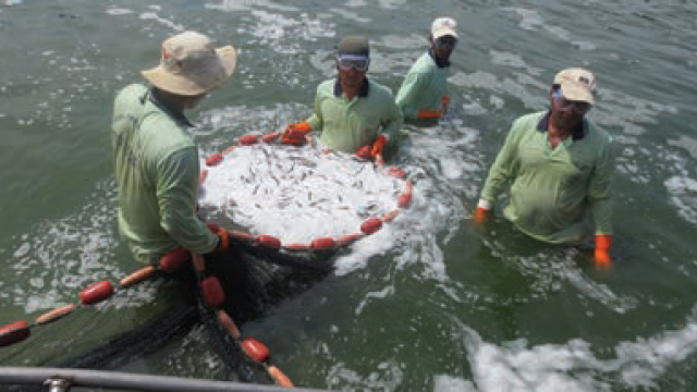 Photo credit: Department of Fisheries Sabah