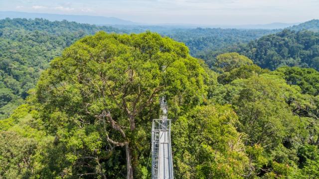 A view of Ulu Temburong National Park in Temburong District in eastern Brunei from a canopy walkway