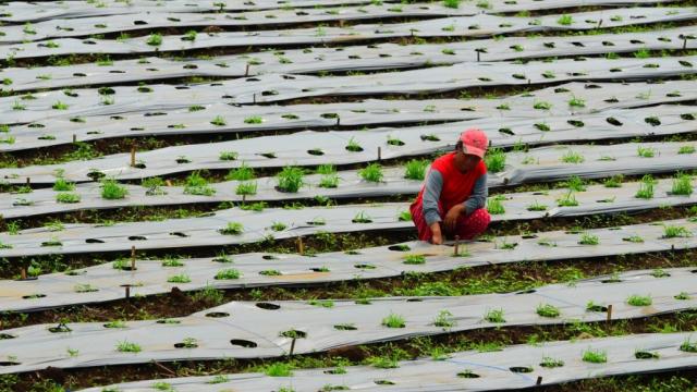 A farm in the Philippines uses plastic mulch to suppress weeds and save water. Photo credit: Asian Development Bank.