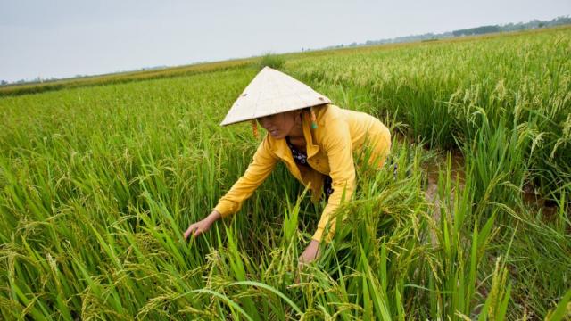 By breaking down gender barriers for women, more food can be produced to feed more people. Photo credit: ADB.