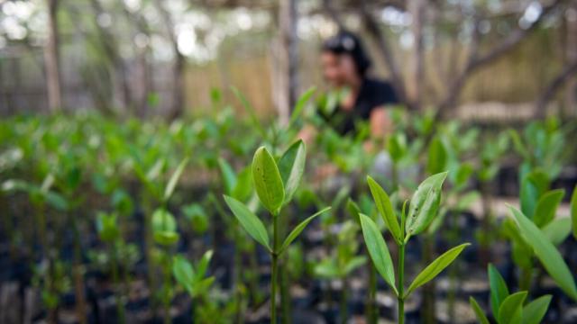 A nursery of mangrove seedlings in Palawan. Photo credit: Asian Development Bank.