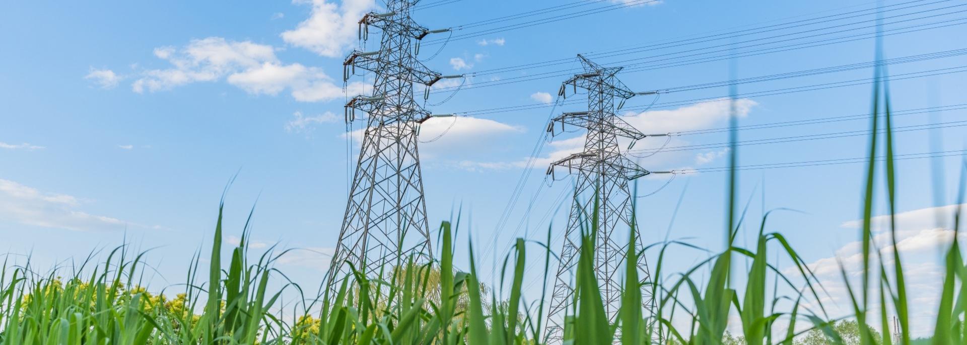 iStock photo of electricity pylons with sugarcane field in the foreground
